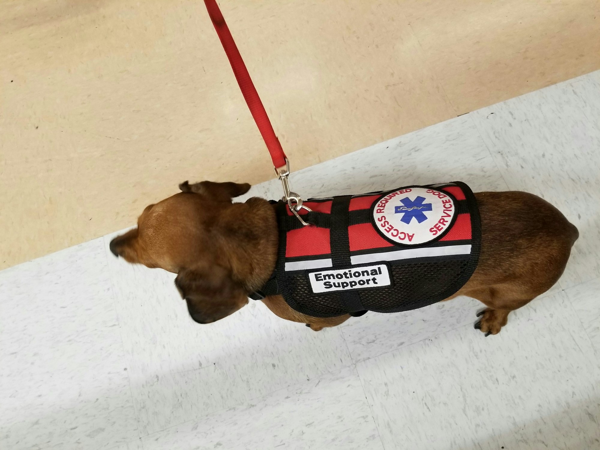 Emotional Support Dog! From Above!